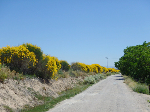 We get to smell Spanish Broom for 3-4 kilometers. It smells heavenly.